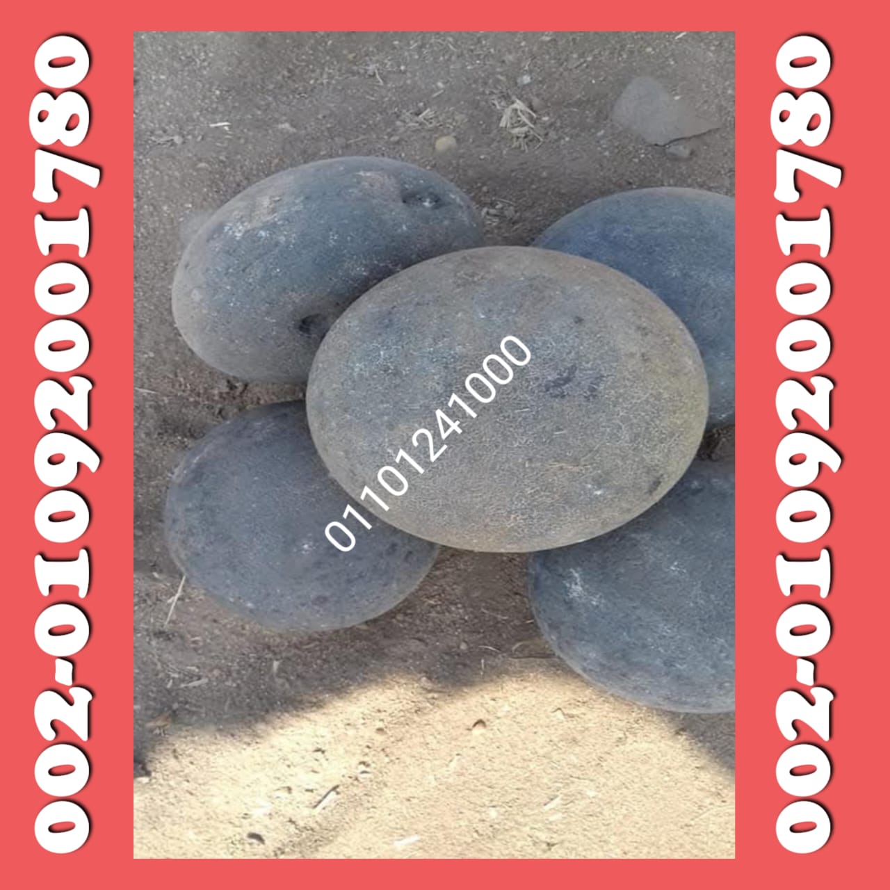 زلط طواحين 29